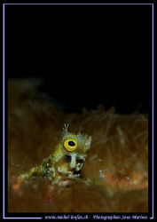 A small Blennie having a "peek out-side" ... :O) .... by Michel Lonfat 